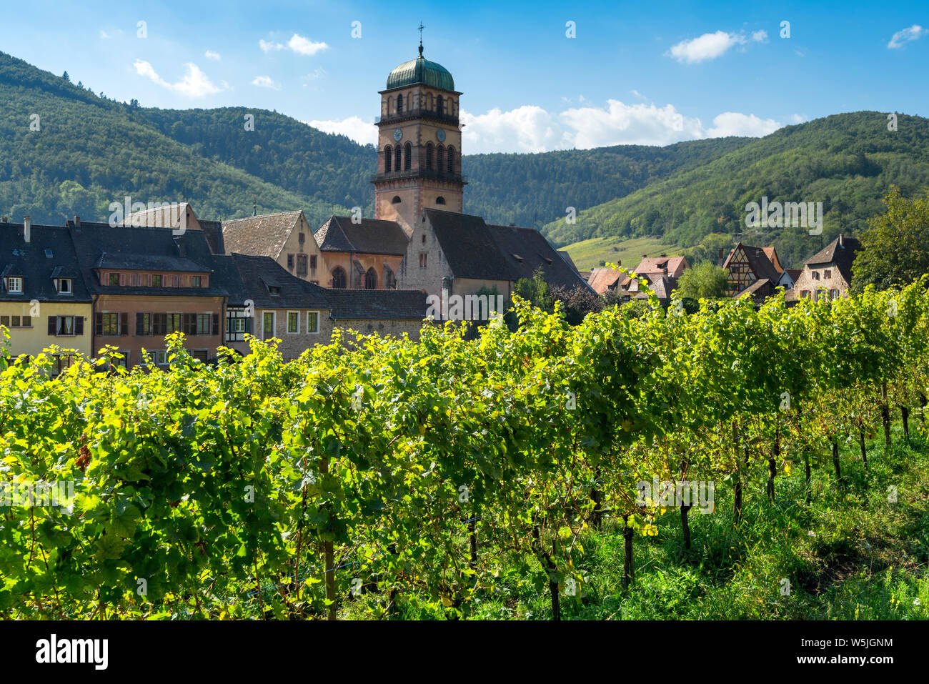 town Kaysersberg and directly bordering vines, Alsace Wine Route, France, view to the medieval town wall Stock Photo