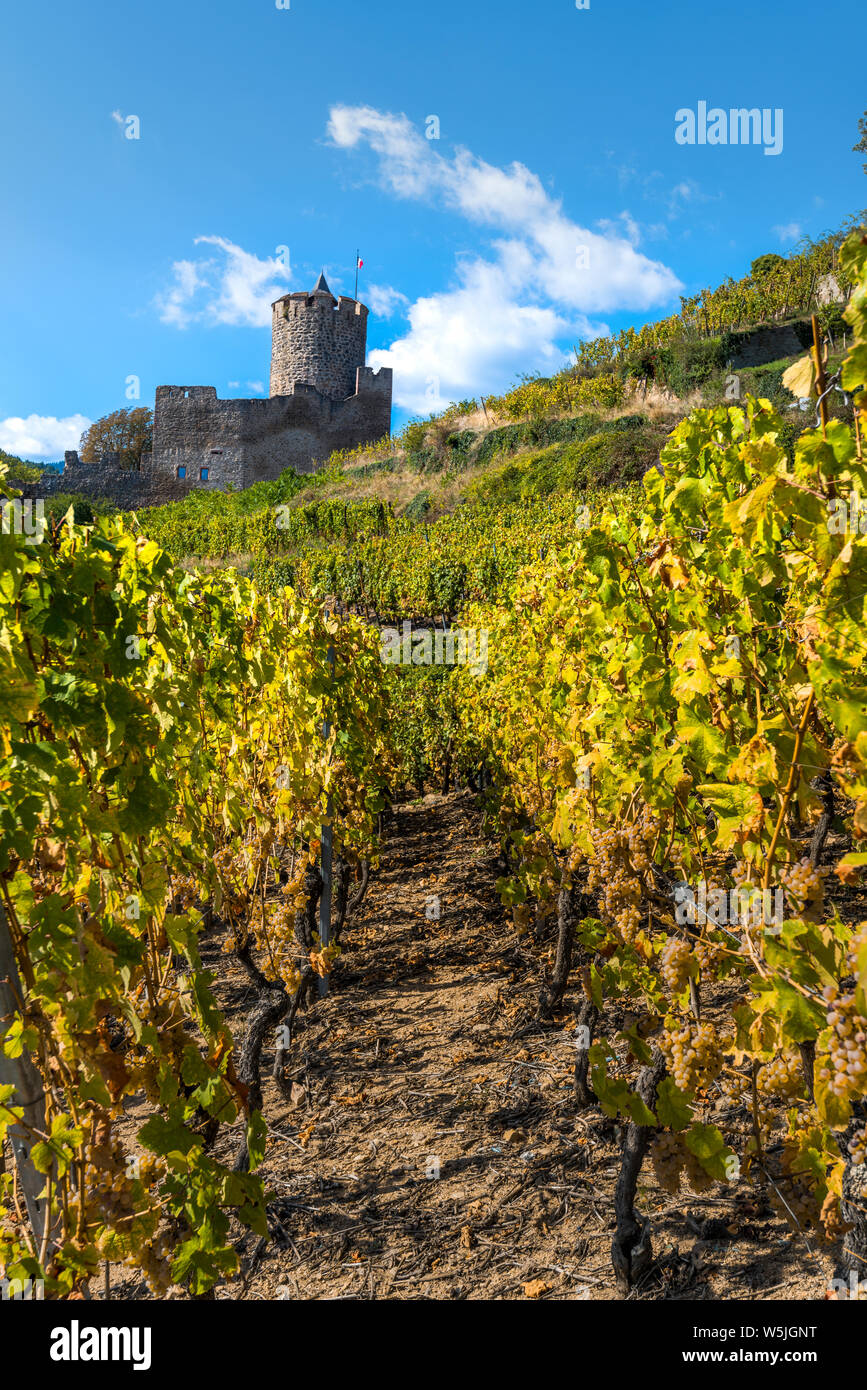 the castle Kaysersberg in the middle of vineyards, Alsace Wine Route, France, foothills of the Vosges mountains Stock Photo