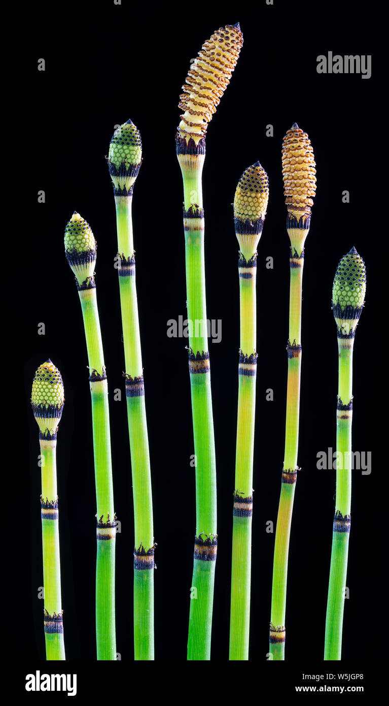 Shoots of horsetail (Equisetum hyemale) showing various stages of