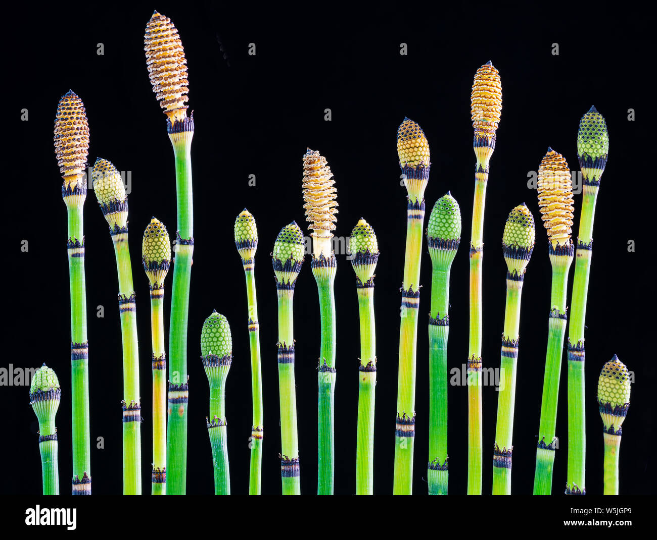 Shoots of horsetail (Equisetum hyemale) showing various stages of maturity. Mature heads release spores for reproduction. Stock Photo