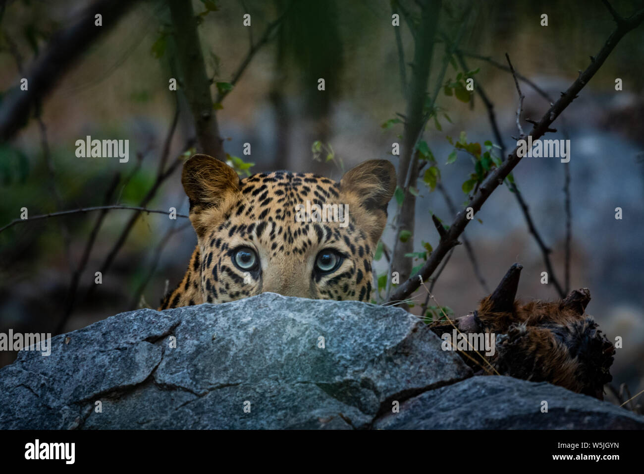 Angry bull eyes hi-res stock photography and images - Alamy