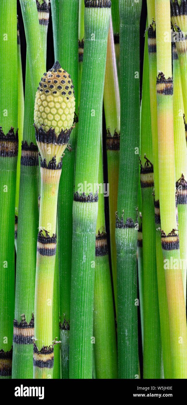 Shoots of horsetail (Equisetum hyemale) showing various stages of maturity. Mature heads release spores for reproduction. Stock Photo