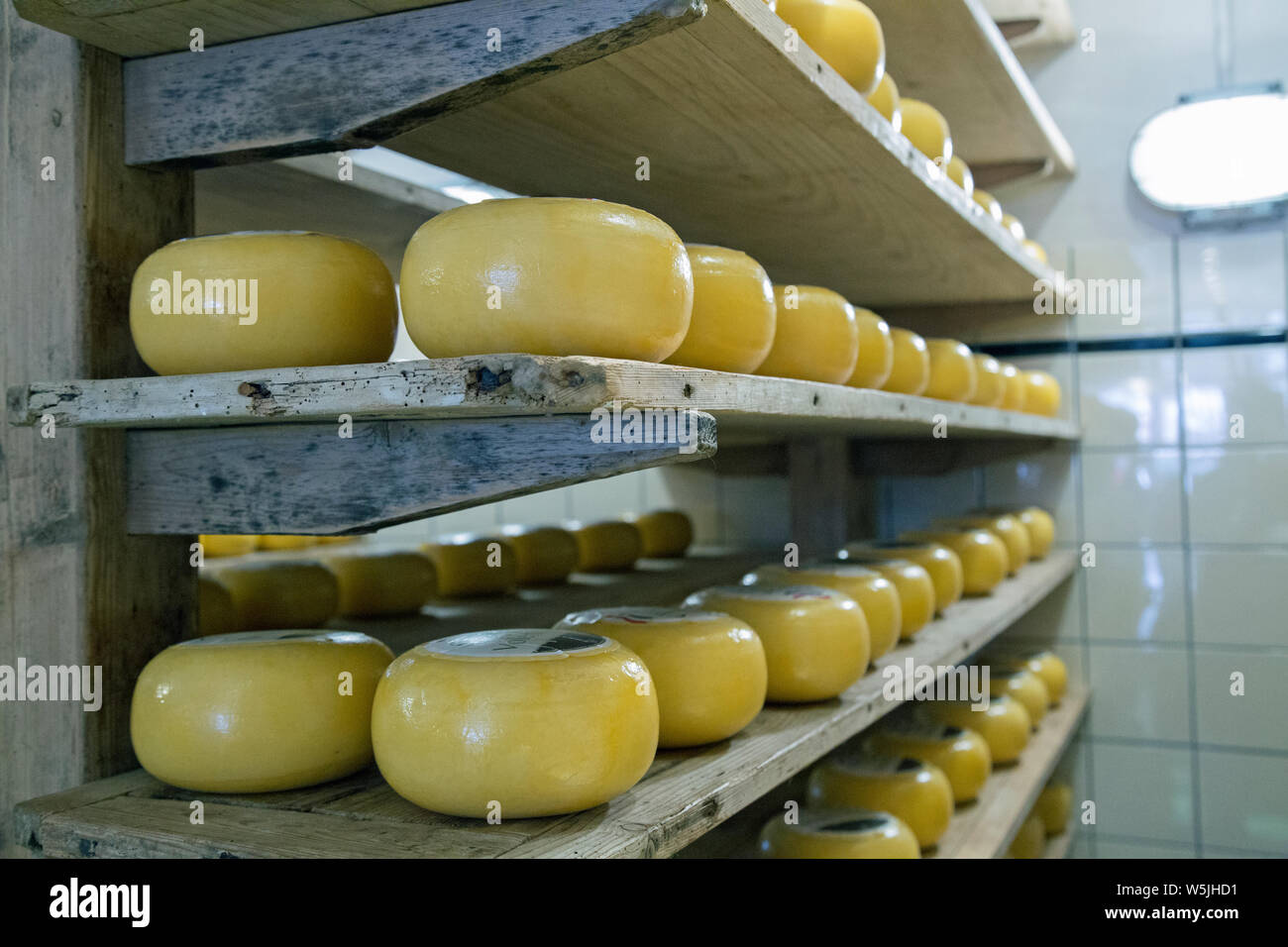 Cheeses on sale at Volendam Cheese Factory near Amsterdam, Holland