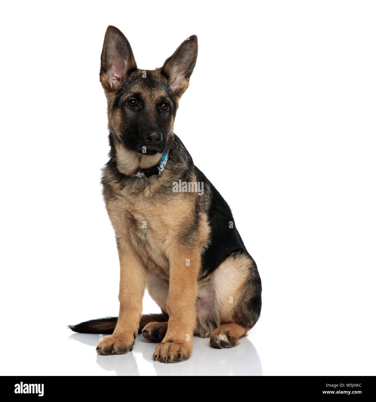 blue collar german shepherd
