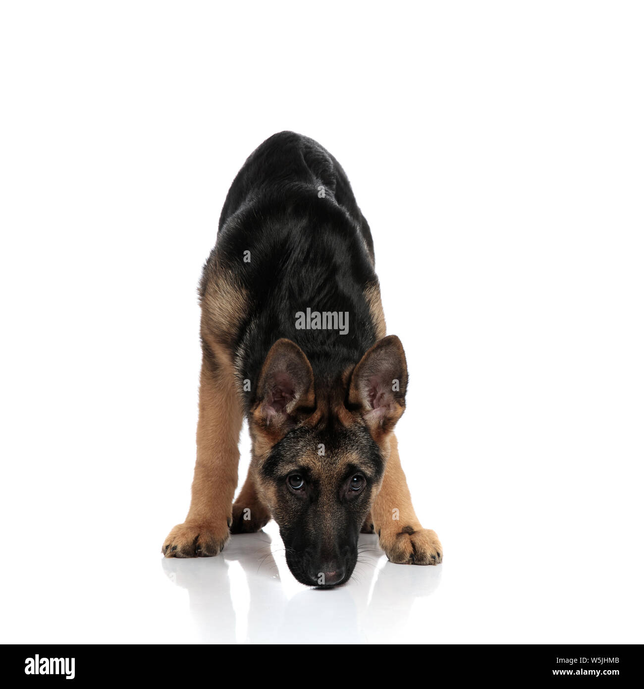 German shepherd sniffing Cut Out Stock Images & Pictures - Alamy