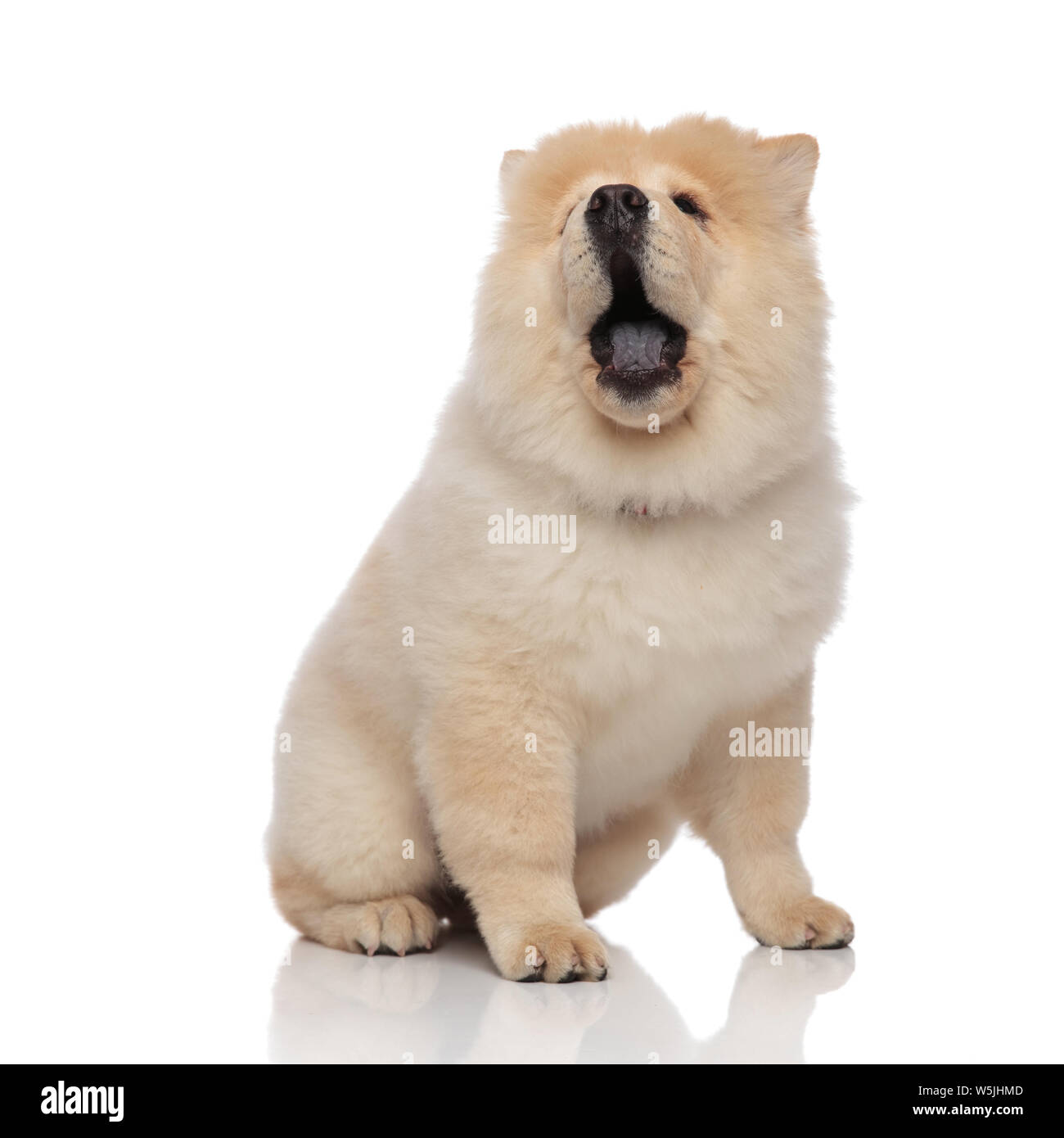 Mouth Chow High Resolution Stock Photography And Images Alamy