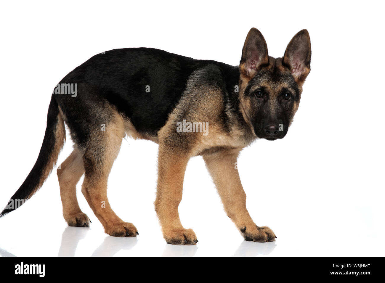 Side View Of Adorable Black And Brown German Shepard Standing On White Background Stock Photo Alamy