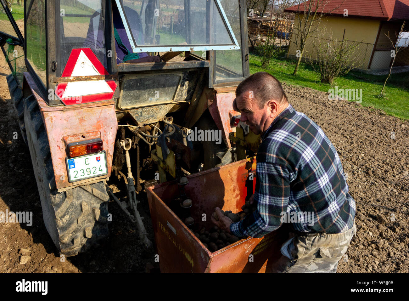 Two men sowing young potatoes with the help of a tractor in rural Slovakia. Stock Photo