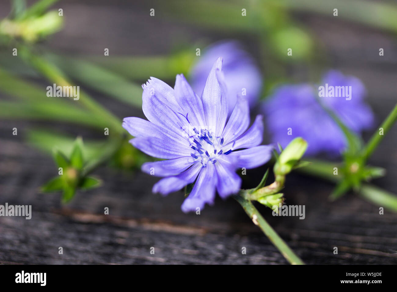Flower of wild chicory endive . Cichorium intybus Stock Photo
