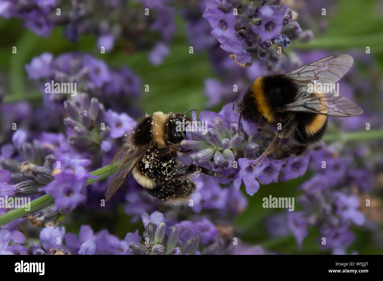Bumblebee Stock Photo