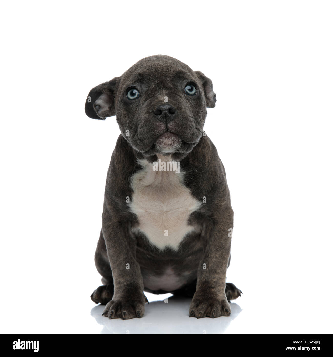 Pocket bully: Dog Breed Characteristics – Paws & Pup