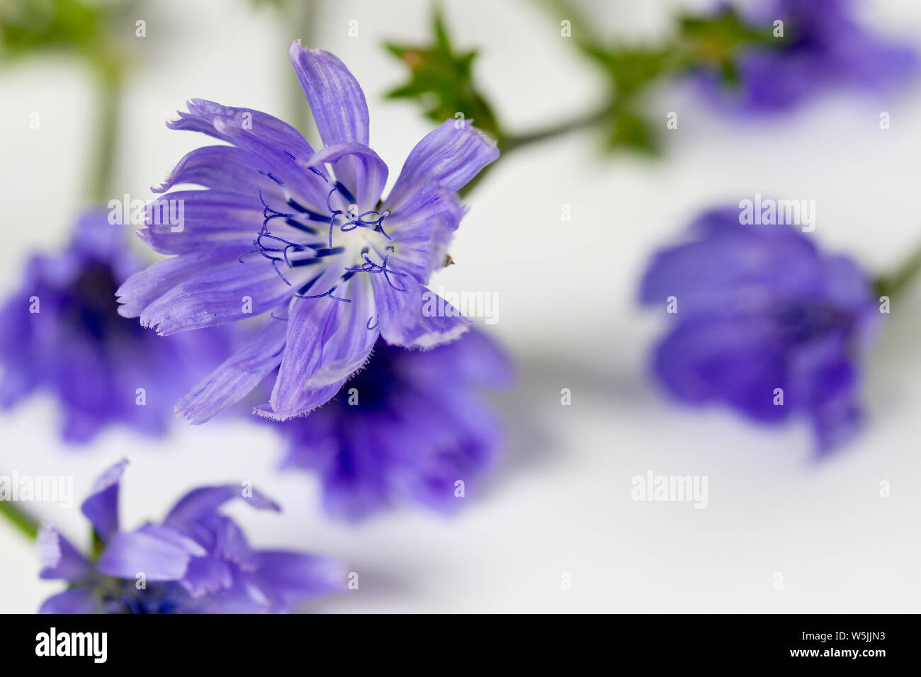 Close-Up Of Purple Chicories Blooming Stock Photo