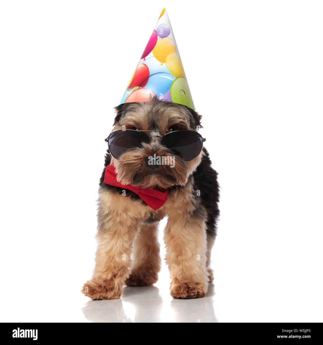 Happy Birthday Dog Wearing Glasses High Resolution Stock Photography And Images Alamy