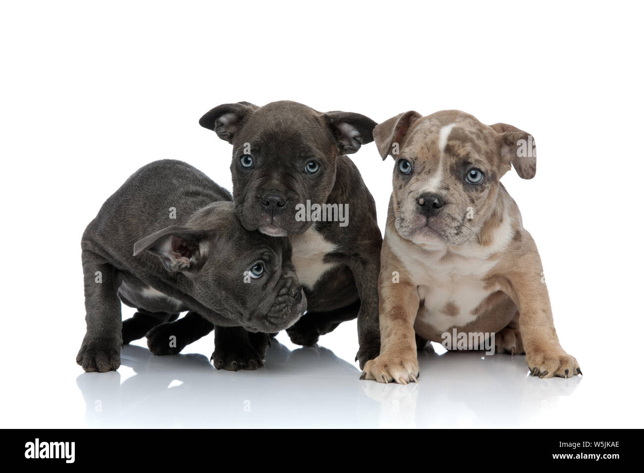 Why Does My Dog Look Away When I Look At Her