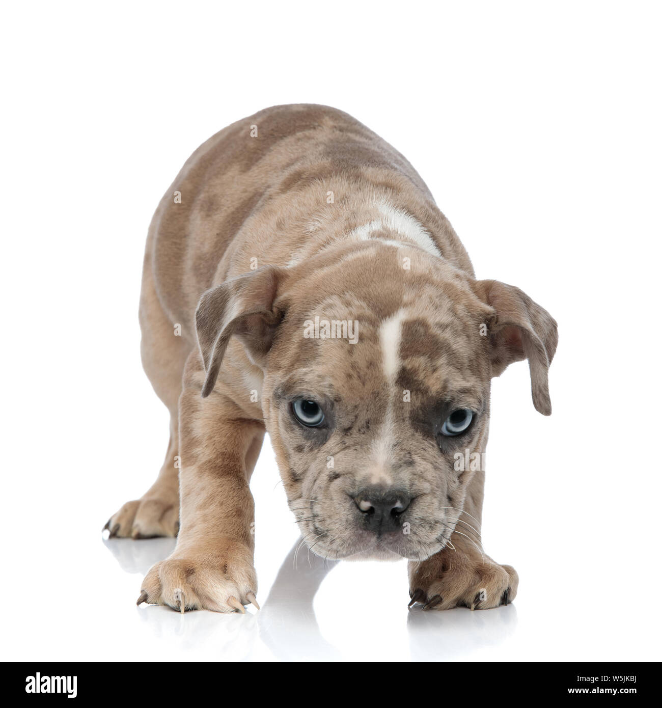 3,500+ American Bully Dog Stock Photos, Pictures & Royalty-Free Images -  iStock