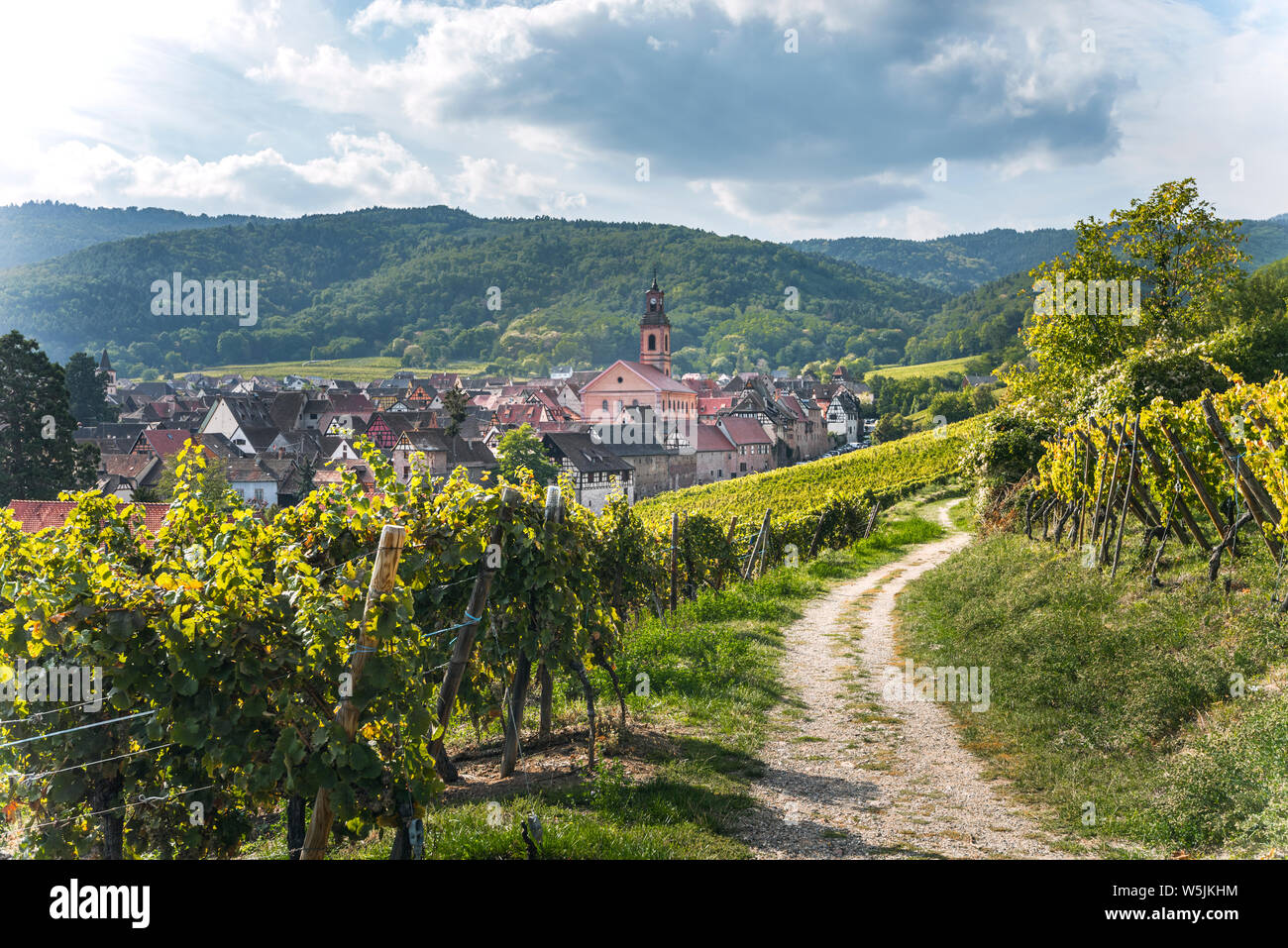 wine village Riquewihr, Alsace, Wine Route, France, foodpath and hiking route between vineyards leading to the village Stock Photo