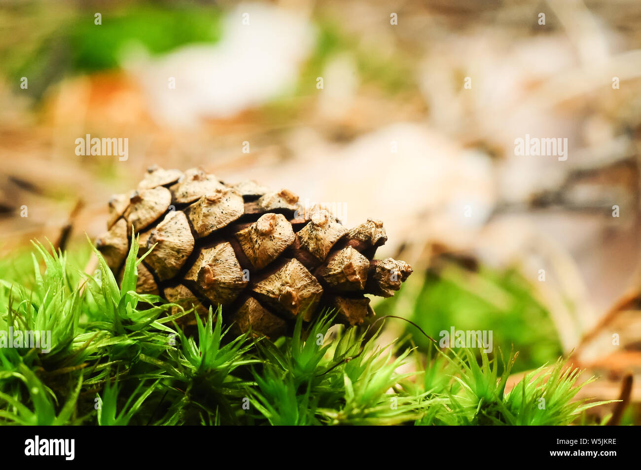 Closeup shot spruce cone hi-res stock photography and images - Alamy