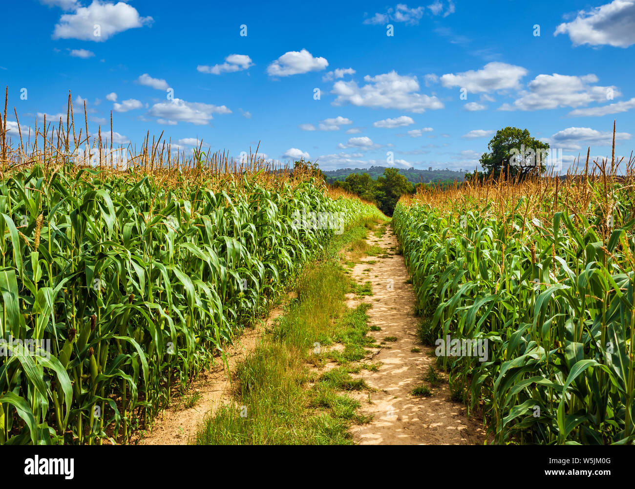 Footpath through a field of Maize. Chiddingstone, The Weald, Kent, England, UK. Stock Photo
