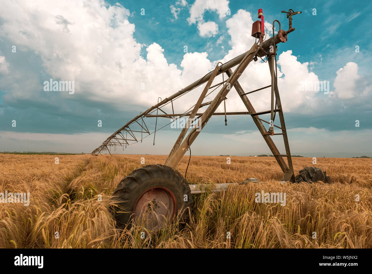 Automated farming irrigation machinery with sprinklers in cultivated ripe barley field for