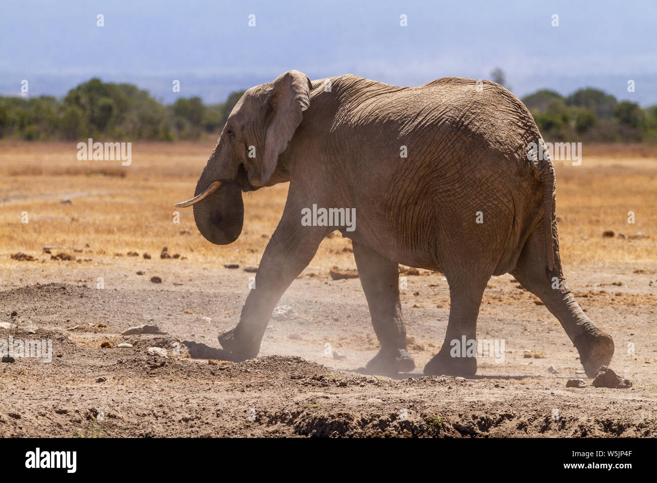 African elephant, Loxodonta Africana, running dusty waterhole at Serena Sweetwaters tented camp, Ol Pejeta Conservancy, Kenya, East Africa Stock Photo