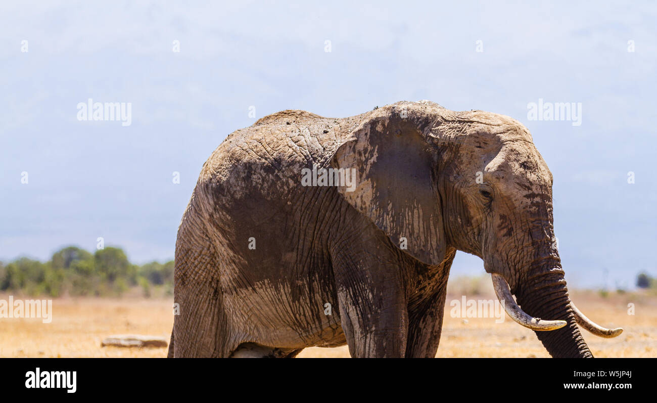 African elephant Loxodonta Africana wet with water Ol Pejeta Conservancy, Kenya, East Africa. At waterhole blue sky Stock Photo