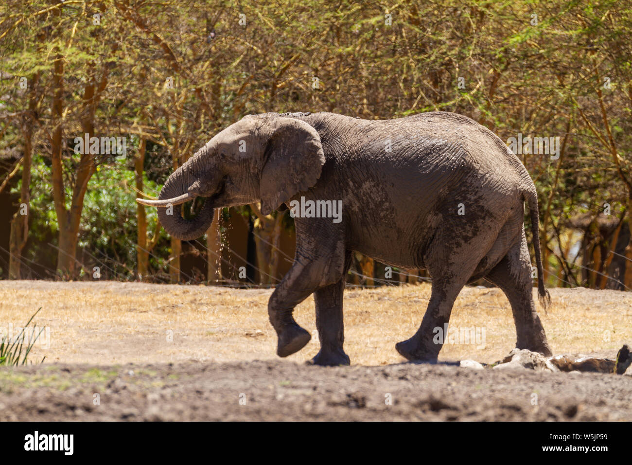 Elephant, Loxodonta Africana, drinking dripping water from waterhole at Ol Pejeta Conservancy, Kenya, Africa. Safari tents beyond Stock Photo