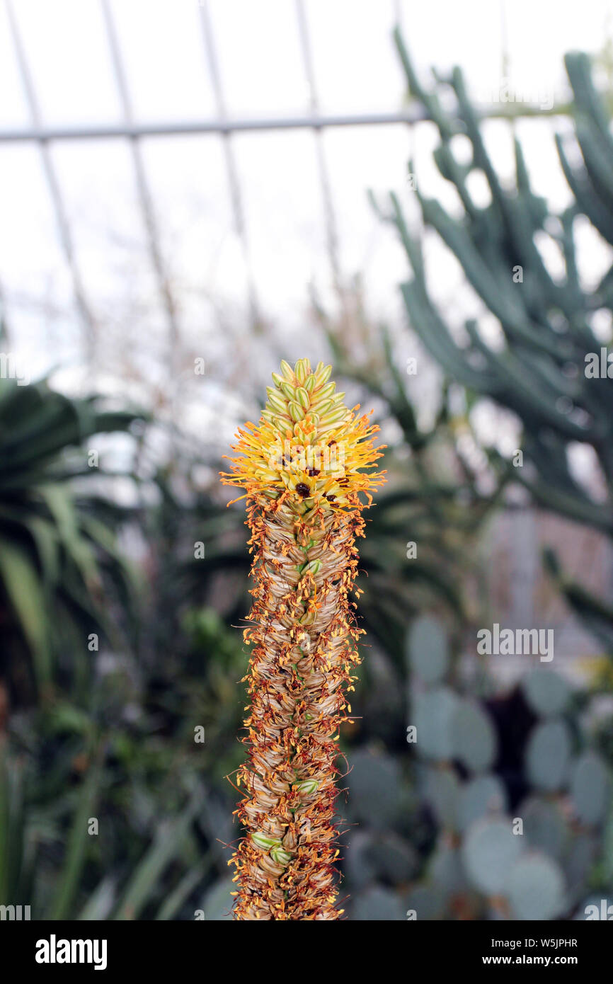 Close up of a flowering stalk of Cat's Tail Aloe with flowers, buds and spent blooms Stock Photo