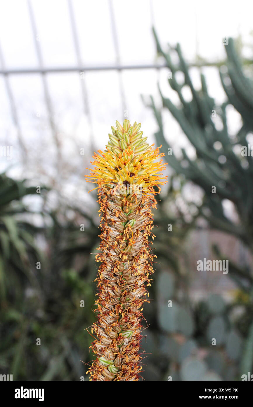 Close up of a flowering stalk of Cat's Tail Aloe with flowers, buds and spent blooms Stock Photo