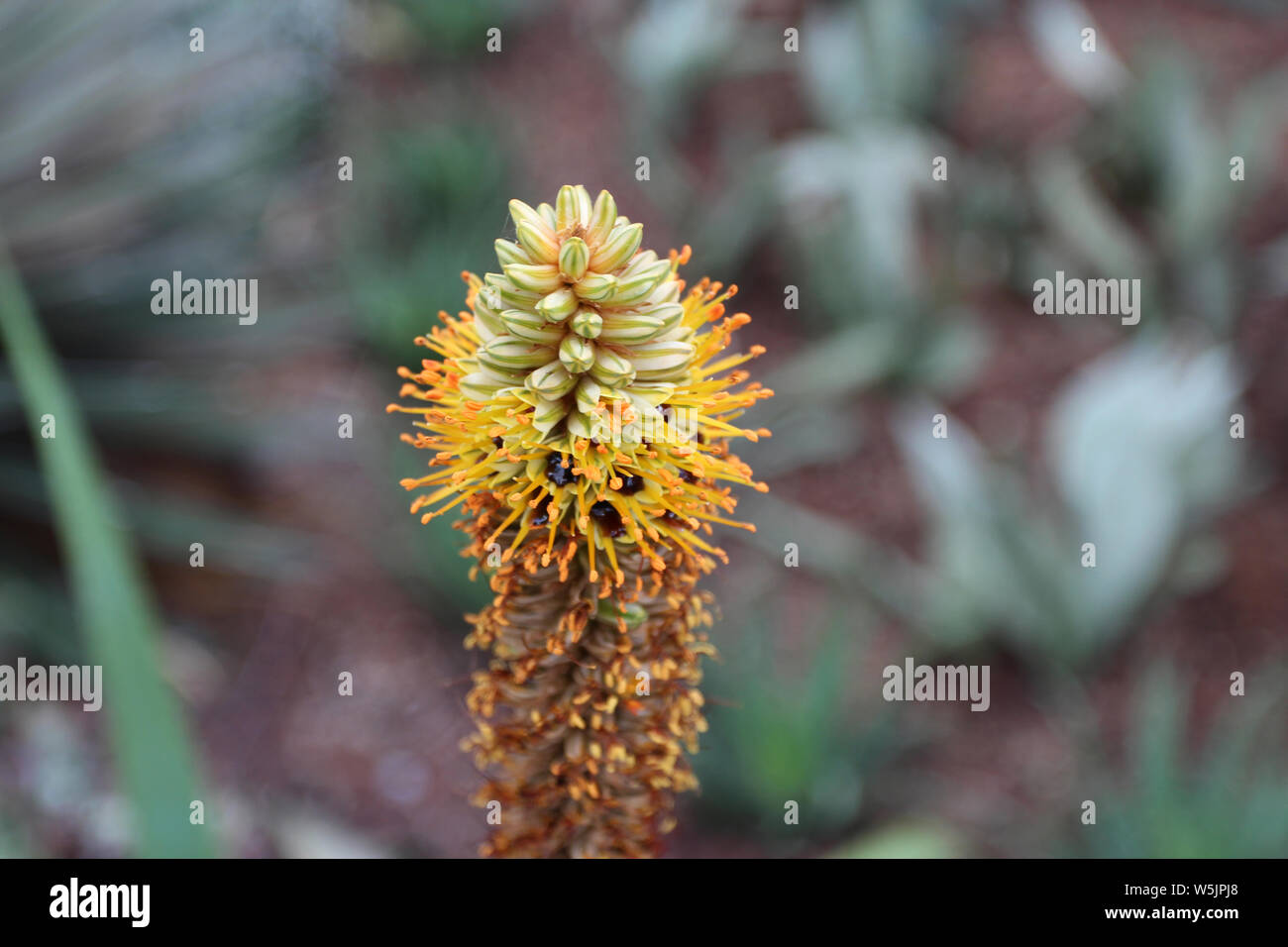 Close up of a flowering stalk of Cat's Tail Aloe with flowers, buds and spent blooms Stock Photo