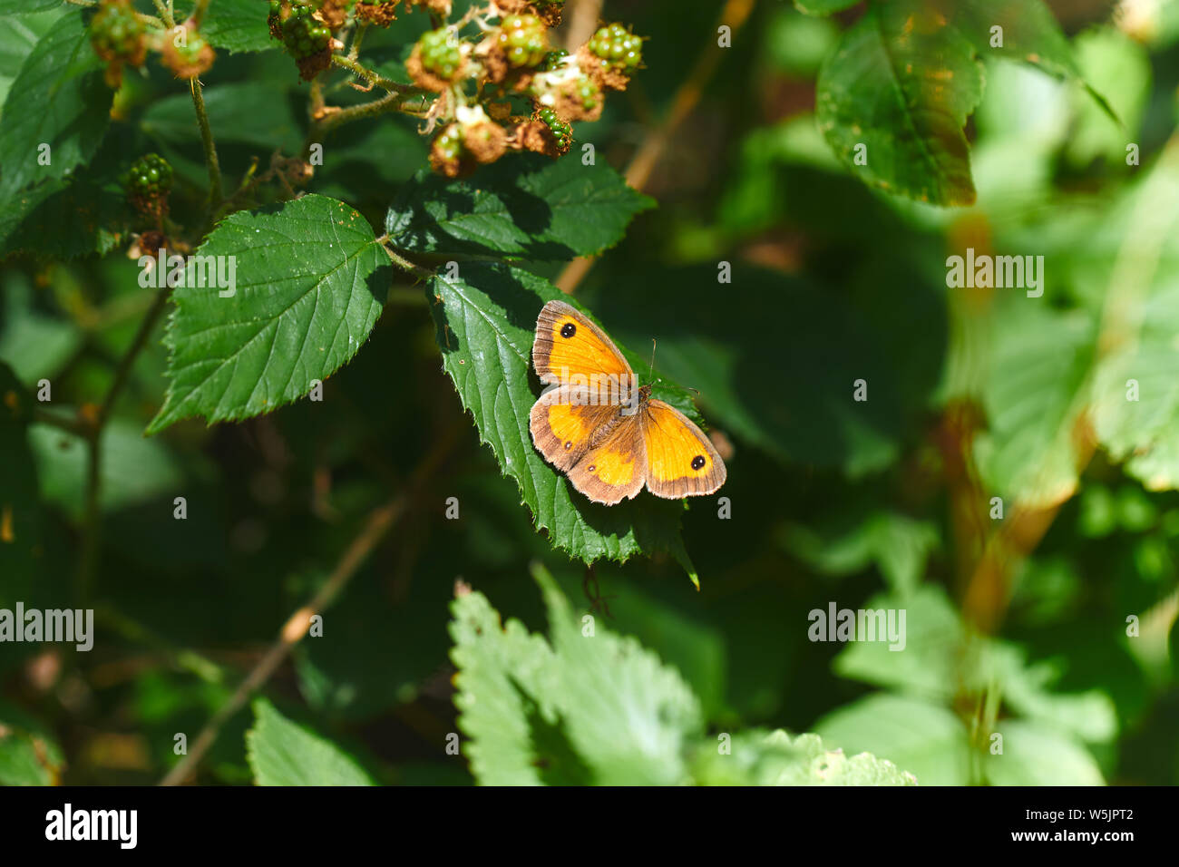 A gatekeeper (also called hedge brown) butterfly (Pyronia tithonus) resting on a leaf. The species is common to southern Britain and Ireland. Stock Photo