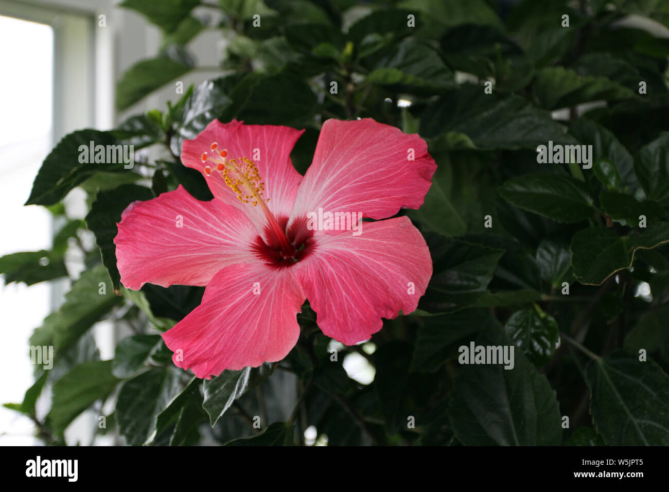 Close up of a pink Hibiscus flower in full bloom against the deep green ...
