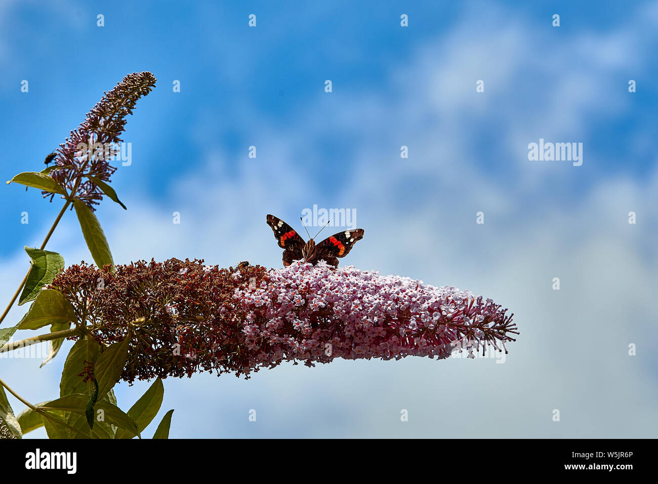 A Red Admiral butterfly (Vanessa atalanta) feeding on a buddleia bush, showing a close-up of the proboscis protruding from the mouth. Stock Photo