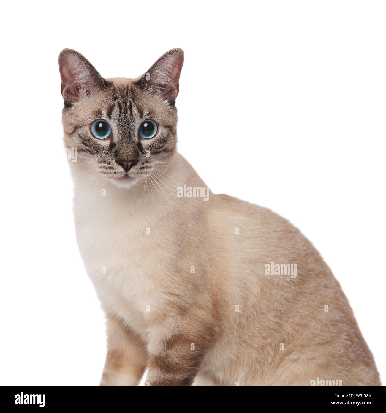 close up of cute grey cat with blue eyes sitting on white background ...