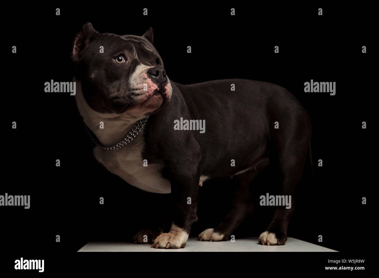 side view of cute american bully with collar looking behind while ...