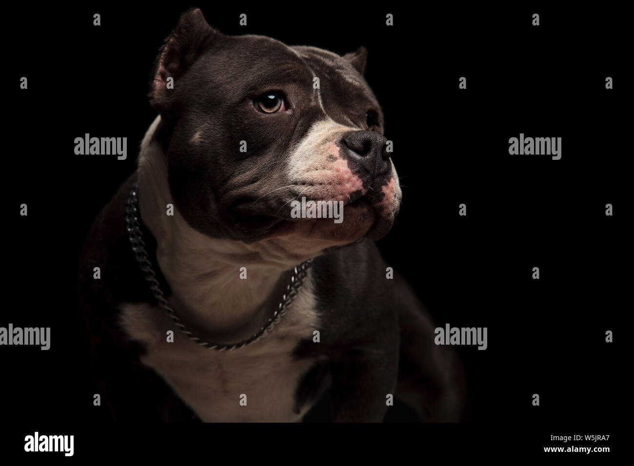 adorable american bully wearing collar looks to side while standing on ...