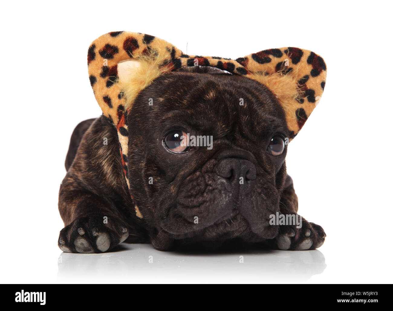 cute french bulldog with leopard ears lies on white background and looks to side Stock Photo