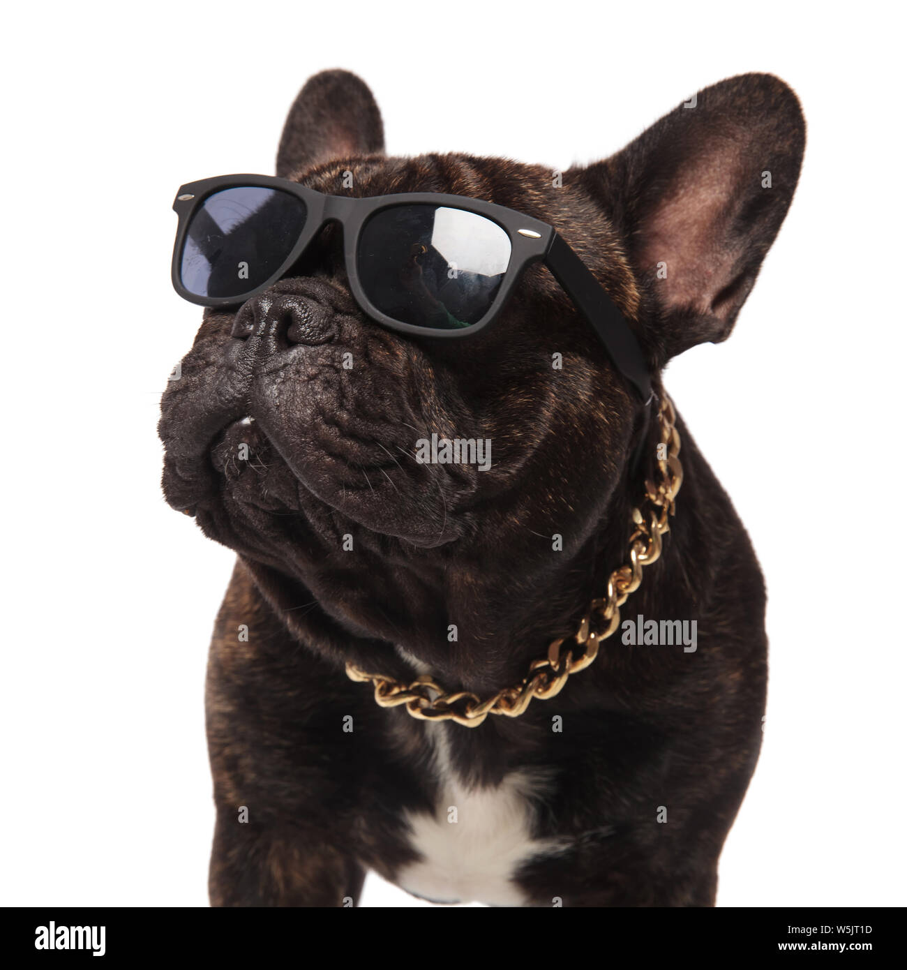 head of curious french bulldog wearing sunglasses and collar standing on  white background Stock Photo - Alamy