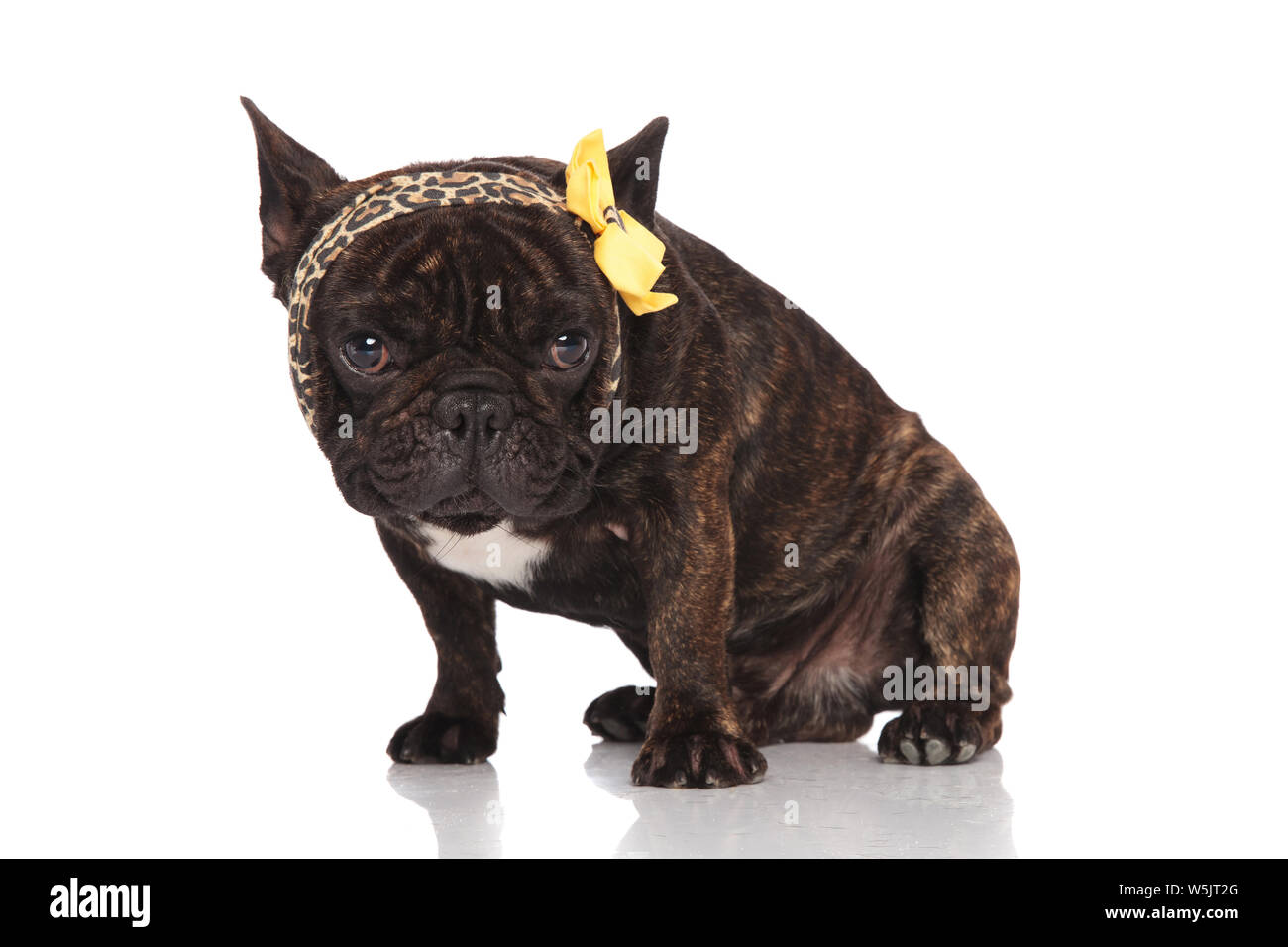 Zebra striped french store bulldog for sale