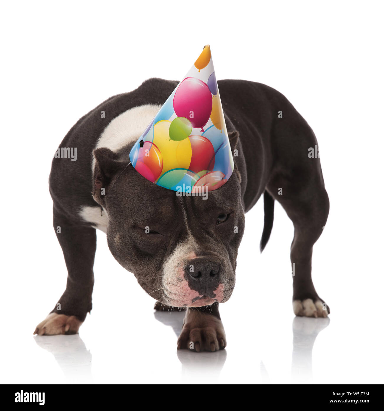 funny american bully wearing birthday hat looks down to side while