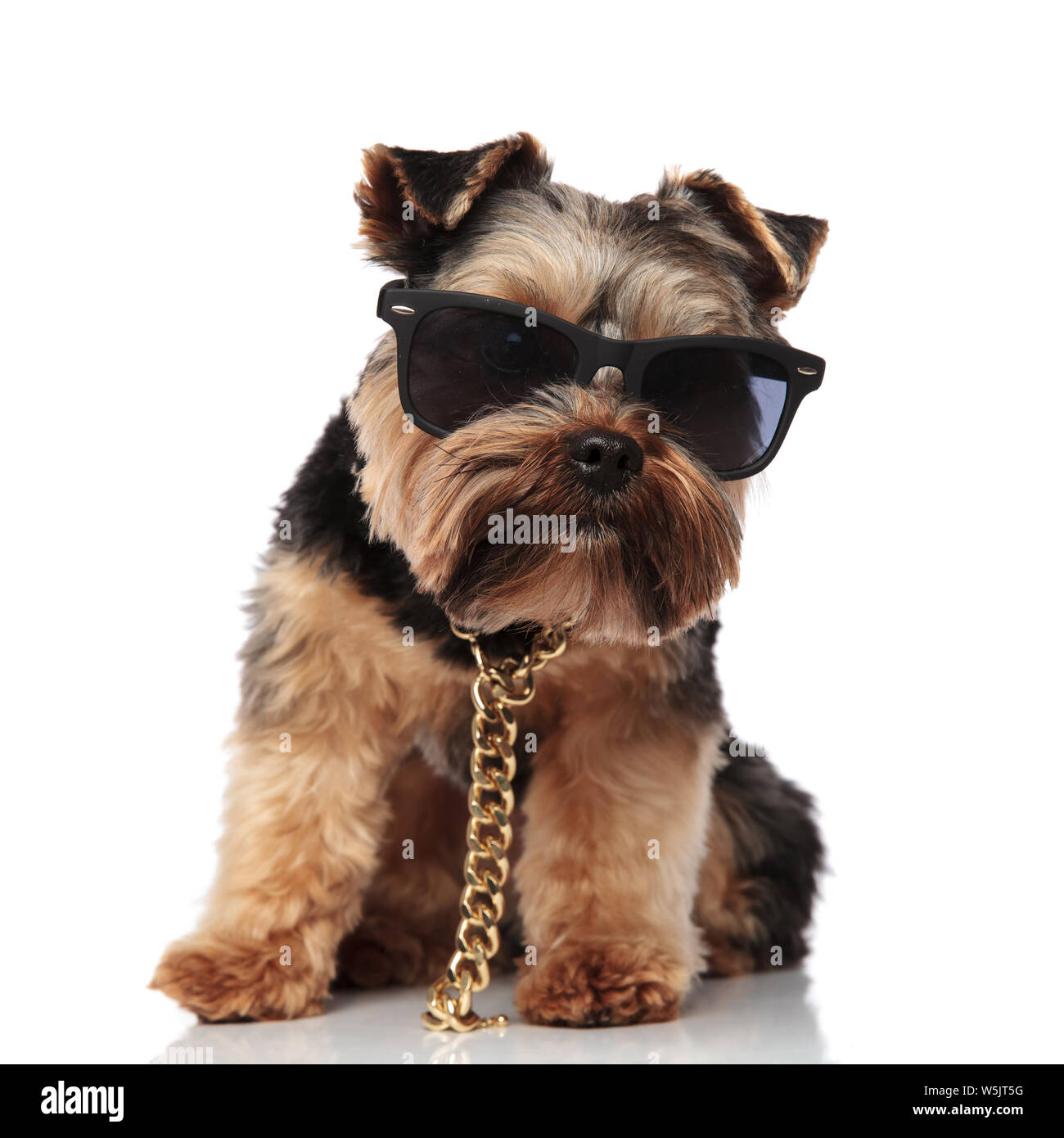 cute seated yorkie wearing gold necklace and sunglasses on white