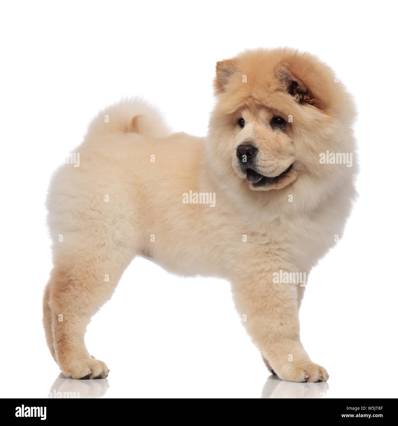 adorable chow chow