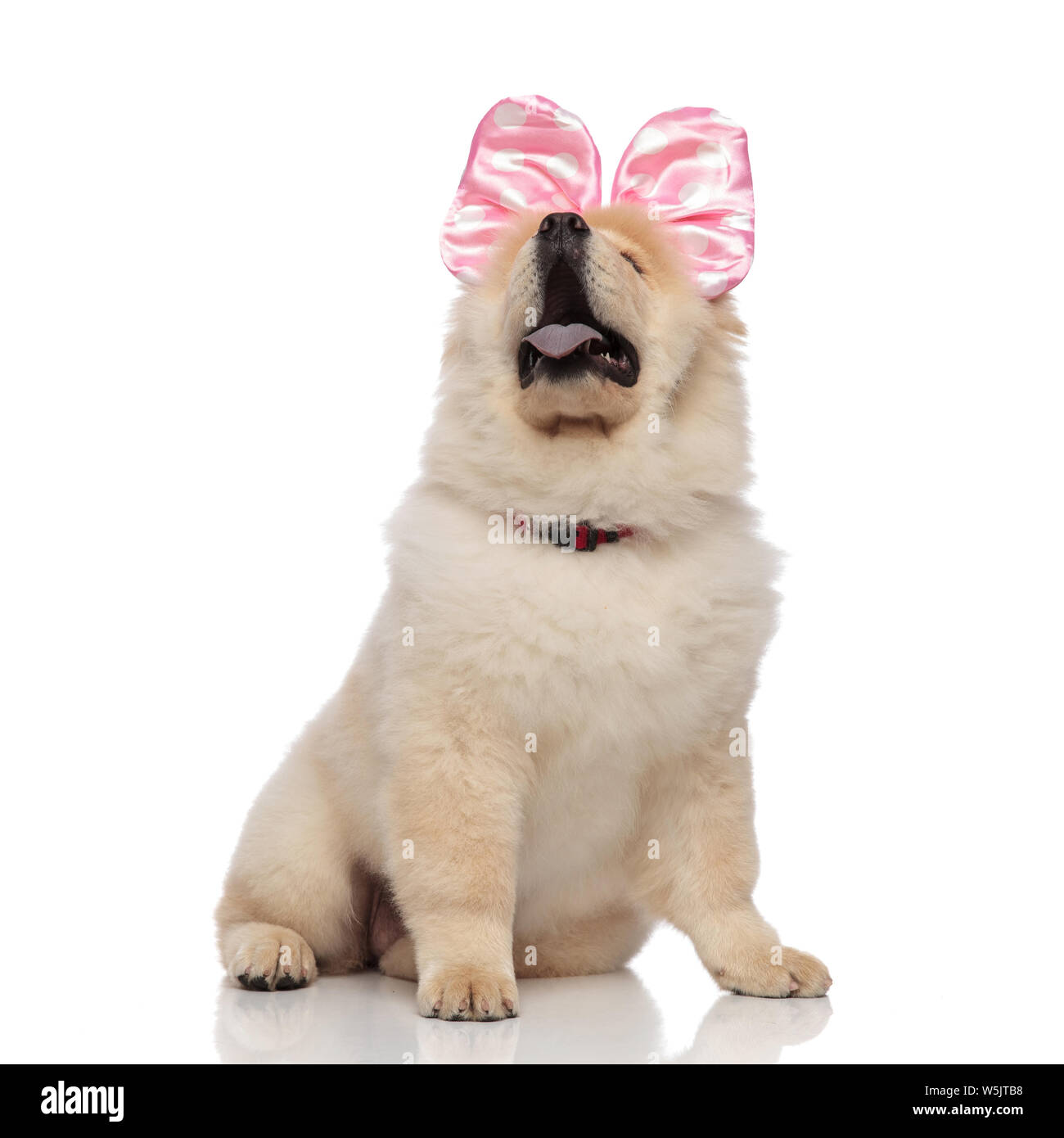 Pink chow chow 2025