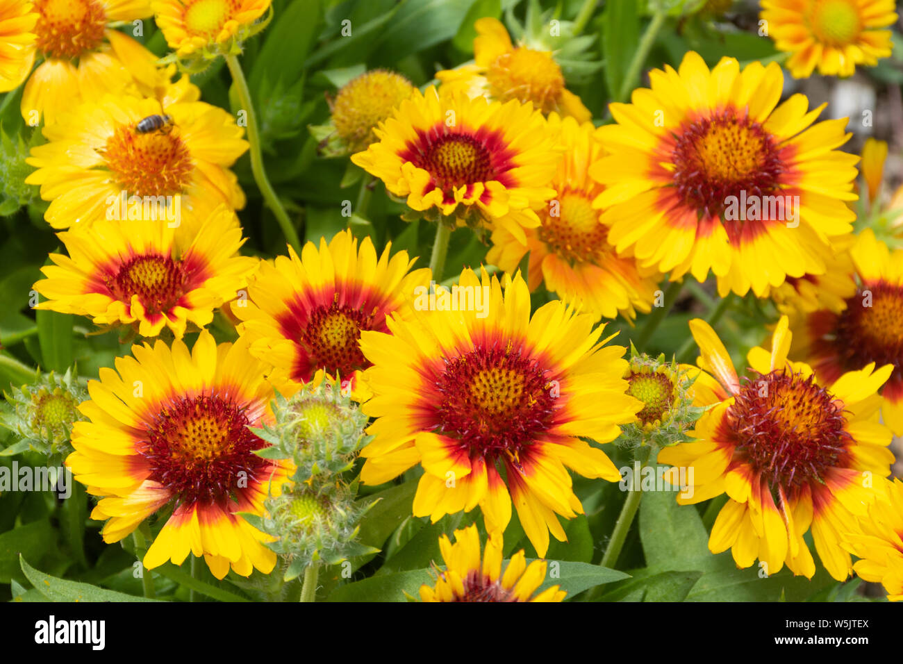 Gaillardia (blanket flowers), a brightly coloured perennial summer flower growing in an English garden, UK Stock Photo
