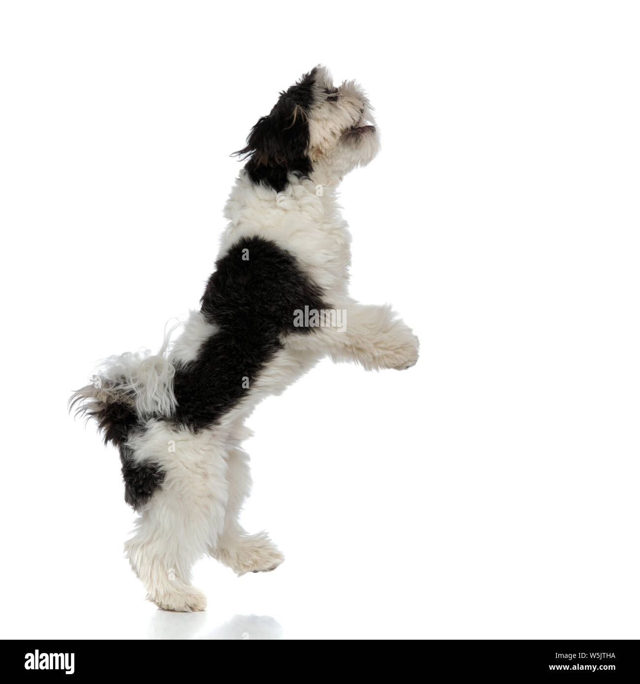 Small Dog Standing On Two Feet With White Background Stock Photo