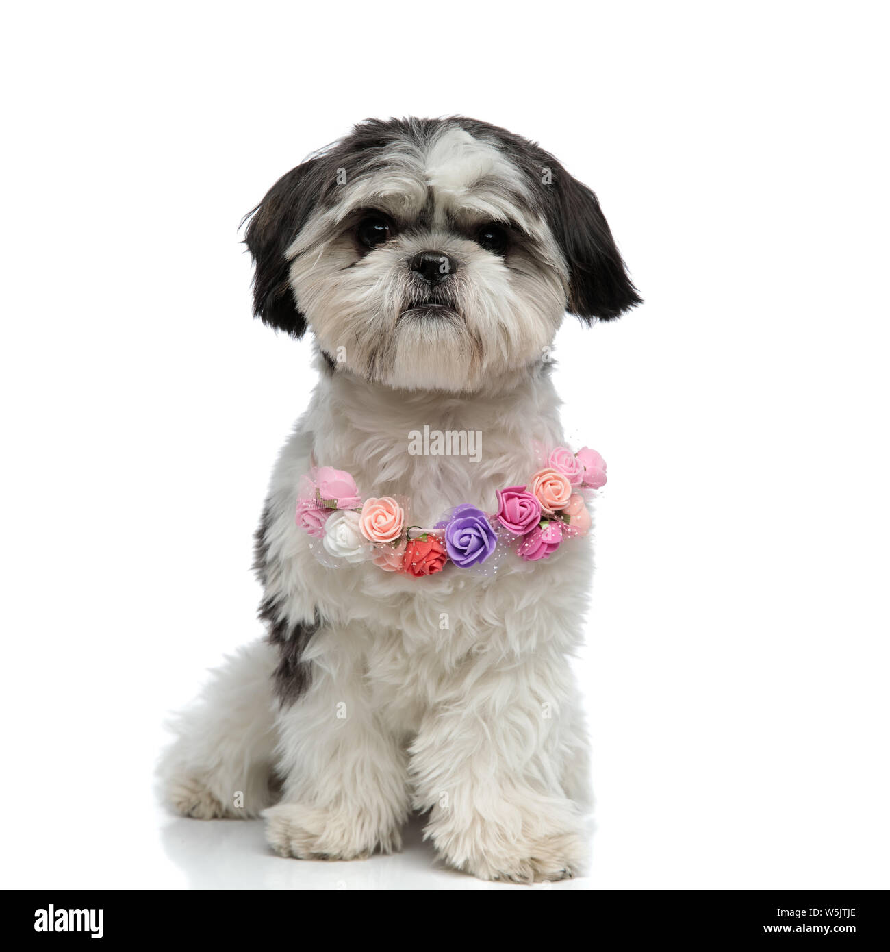 adorable shih tzu wearing colorful flowers collar sitting on white