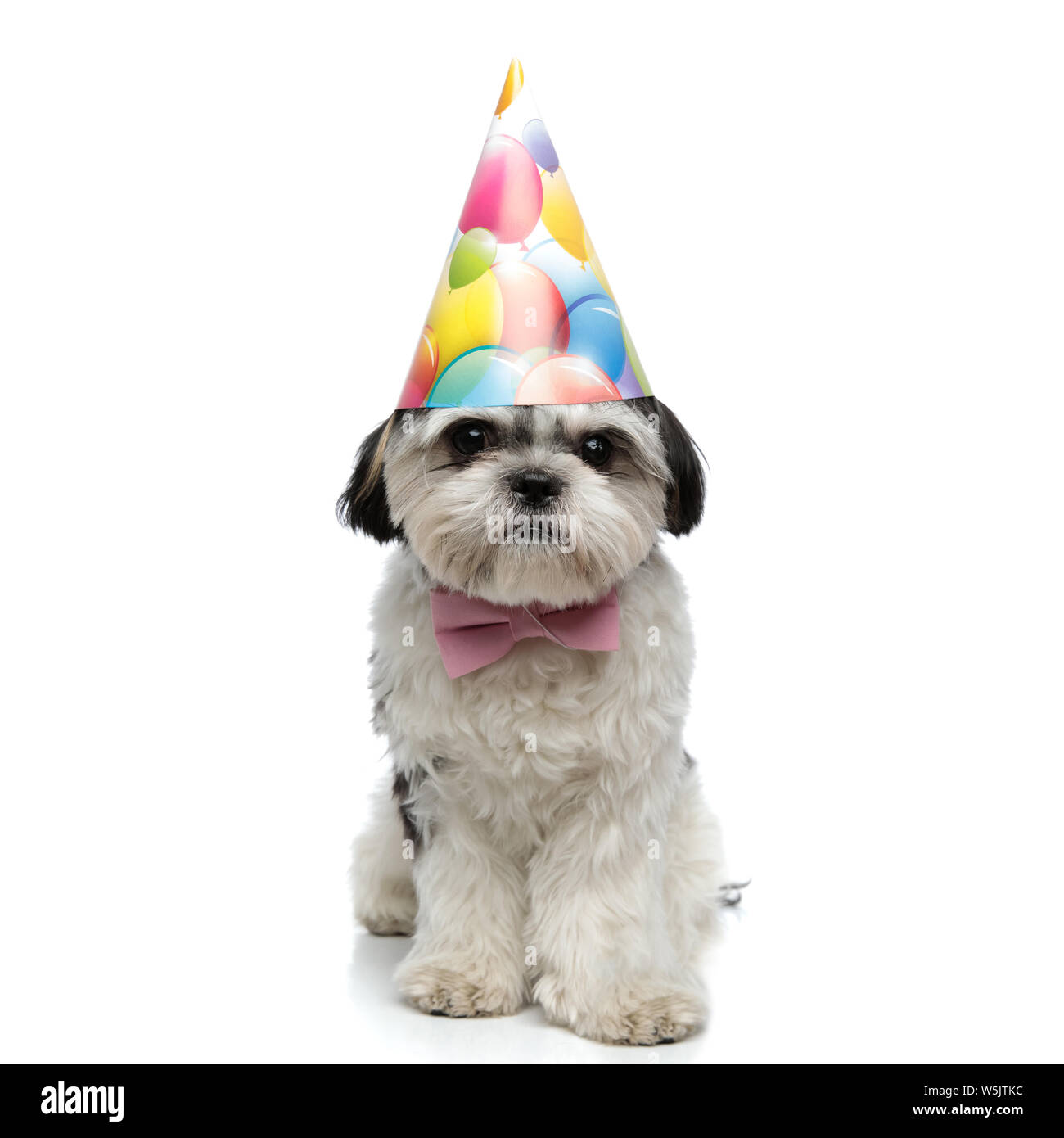 Page 9 Shih Tzu Black High Resolution Stock Photography And Images Alamy Page 9 Shih Tzu Black High Resolution Stock Photography And Images Alamy