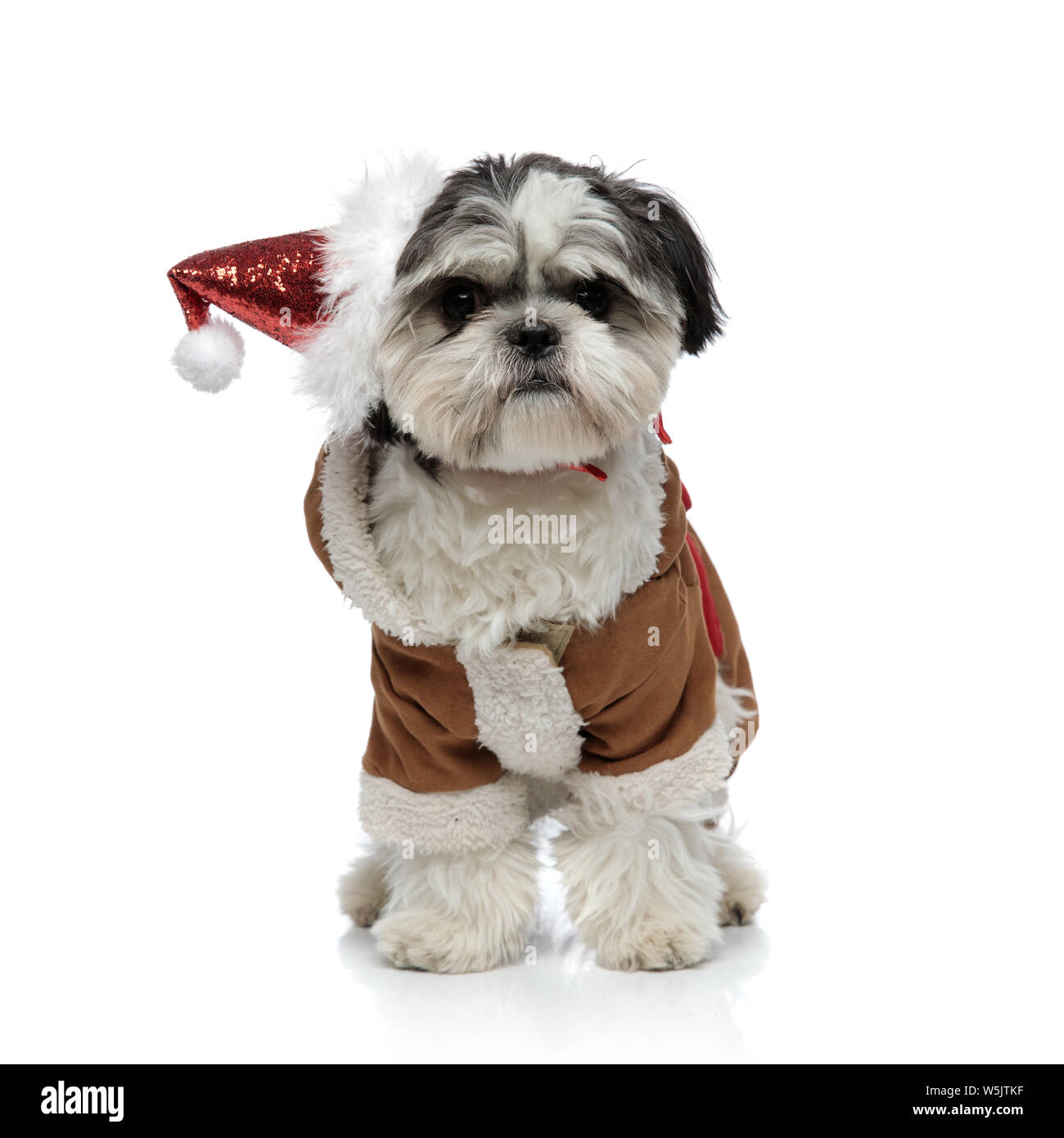 shih tzu costume