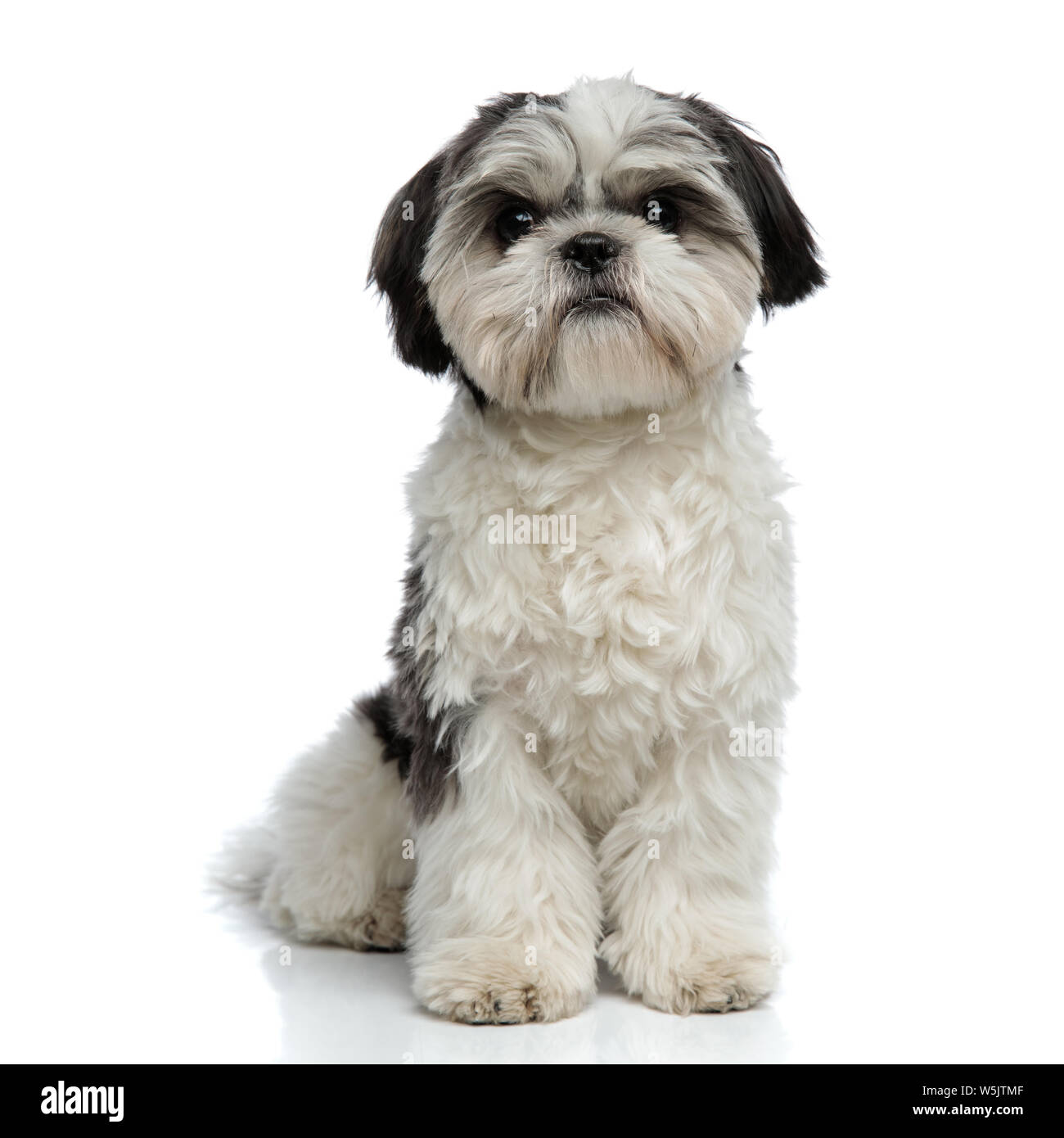 Furry shih sale tzu