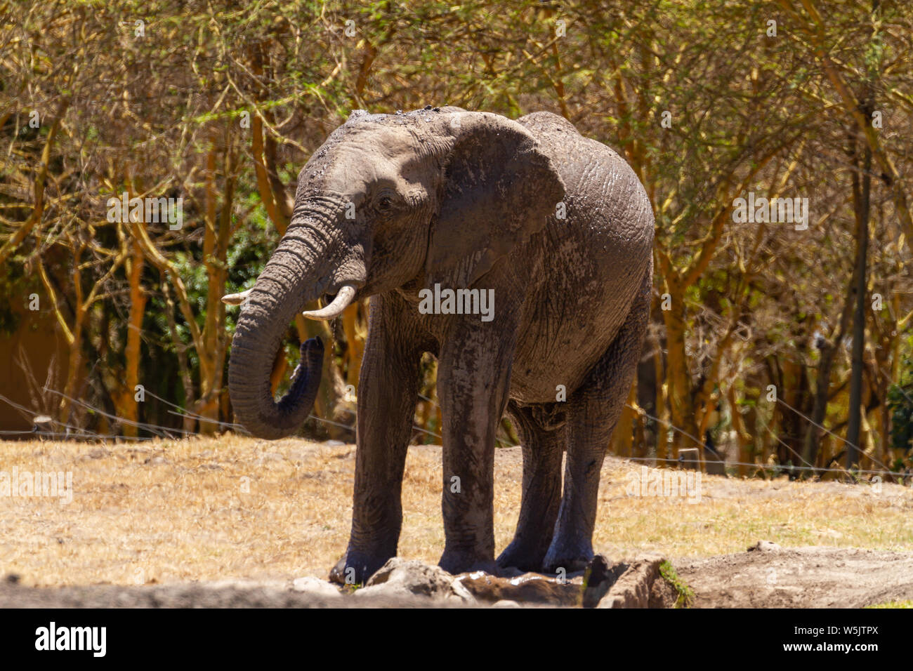 Elephant, Loxodonta Africana, wet drinking dripping water from waterhole at Serena Sweetwaters tented camp, Ol Pejeta Conservancy, Kenya, Africa Stock Photo