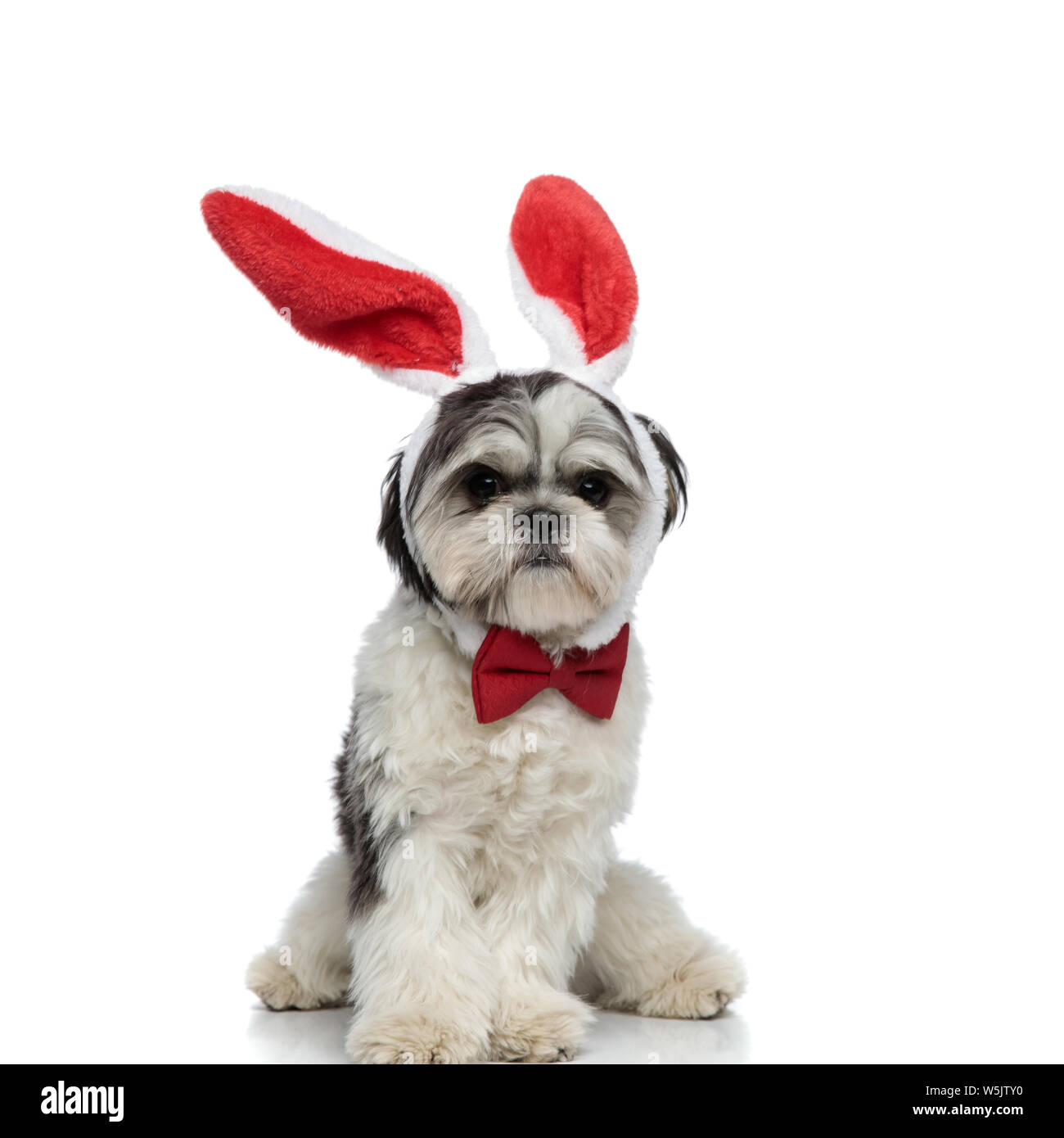 seated gentleman shih tzu with pink rabbit ears headband on white background Stock Photo
